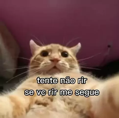 TENTE NÃO RIR - melhores vídeos e memes de animais 2023 - #1 