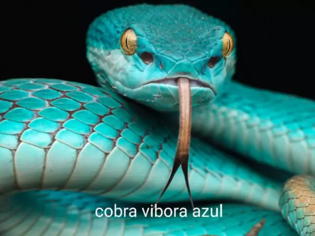 Cobra víbora azul