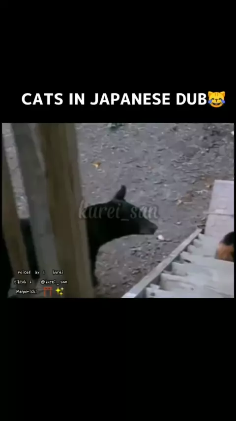 Metadinha gatinhos Naruto  Cat icon, Cats, Cat memes