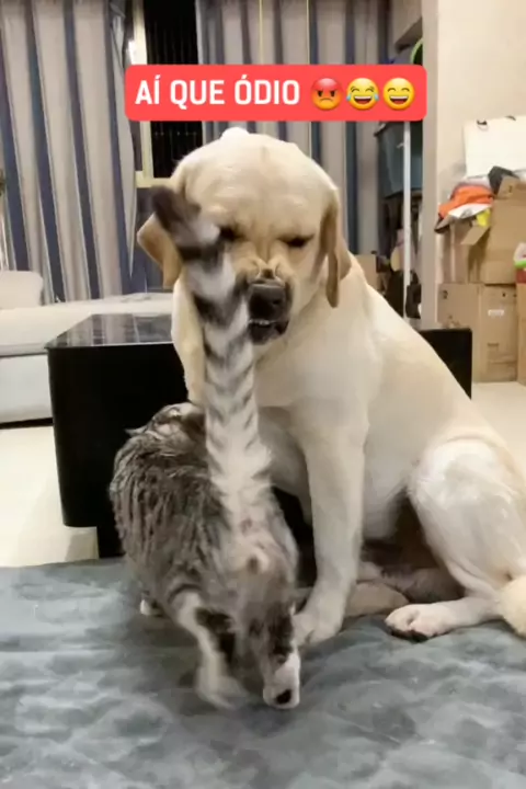 vídeo engraçado de gato e cachorro