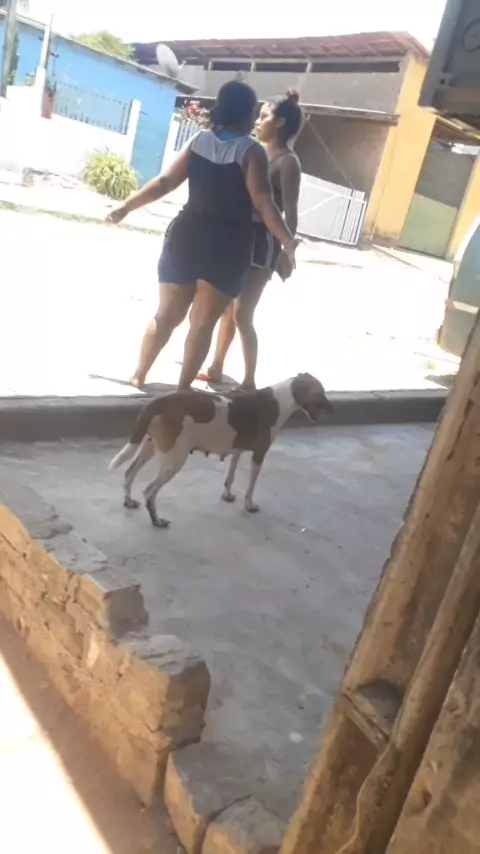 chibolitas ardientes