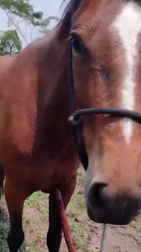 video do cara matando cavalo com faca