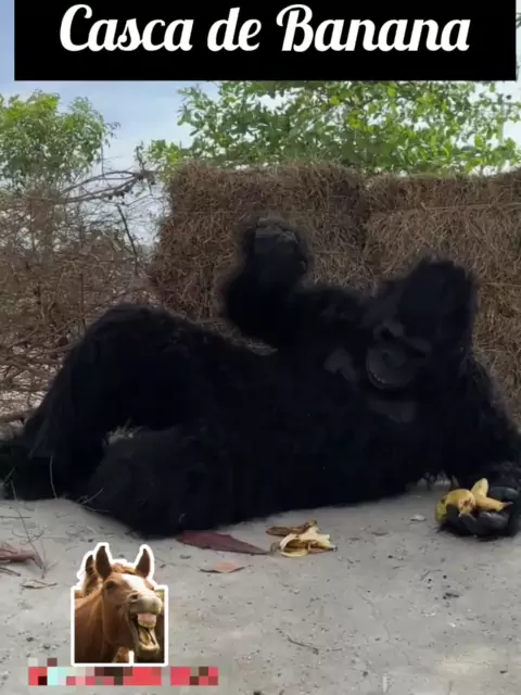 Jogo do macaco que pega banana