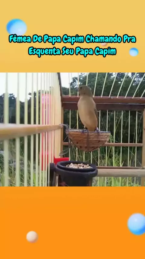 Piado de Fêmea de Papa capim com Piado de Fêmea de Papa capim para