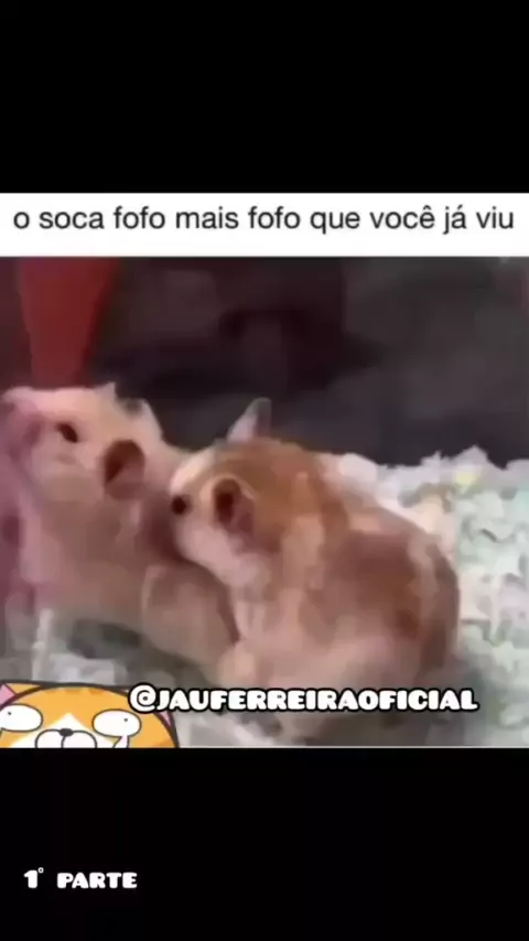 Soca fofo * Gbilupilled a gente devia aproveitar o hype atual do