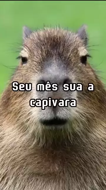 capivara desenho meme