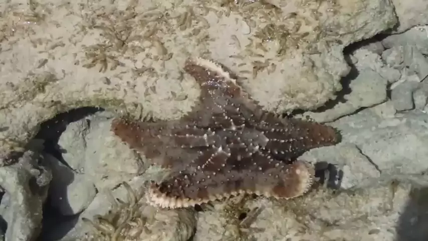 Facts: The Sea Star (Starfish) 