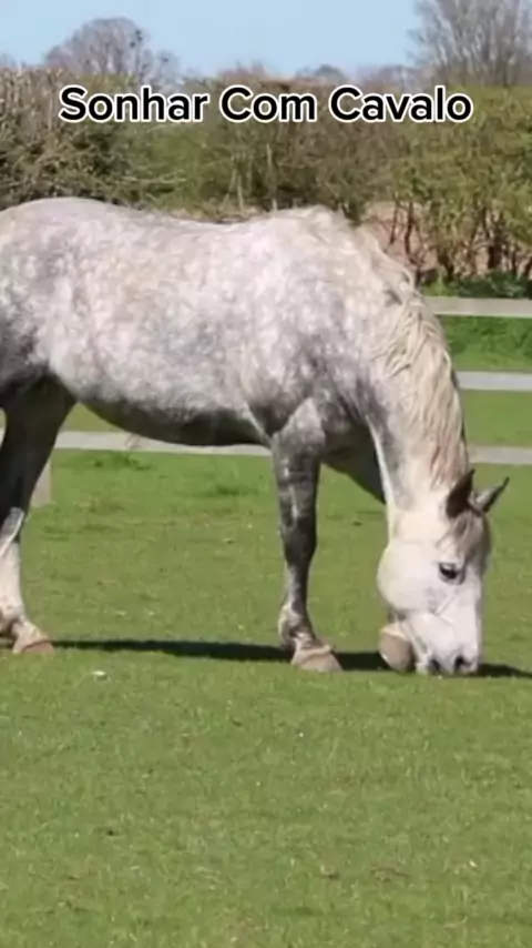 Sonhos Significado: sonhar com Cavalo bravo