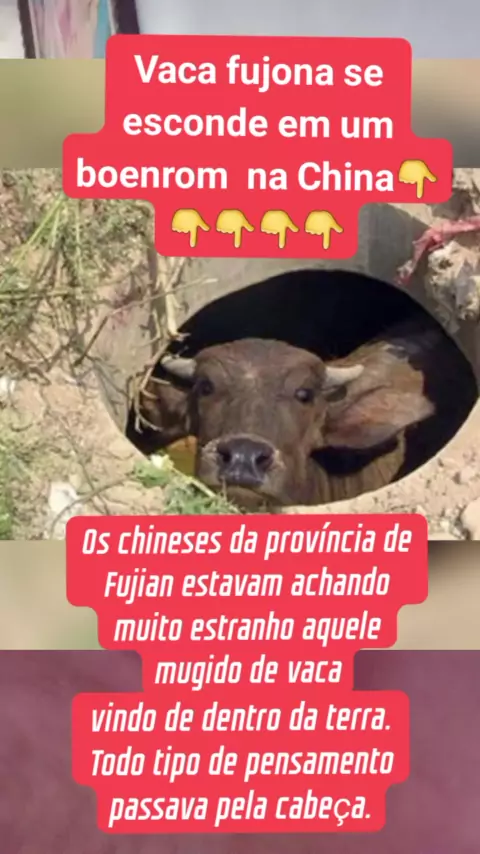 bocil china viral & bocil china fujian| Discover