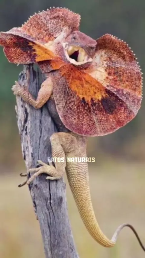 enature.com & enature purenudism naturist| Discove ...| Kwai