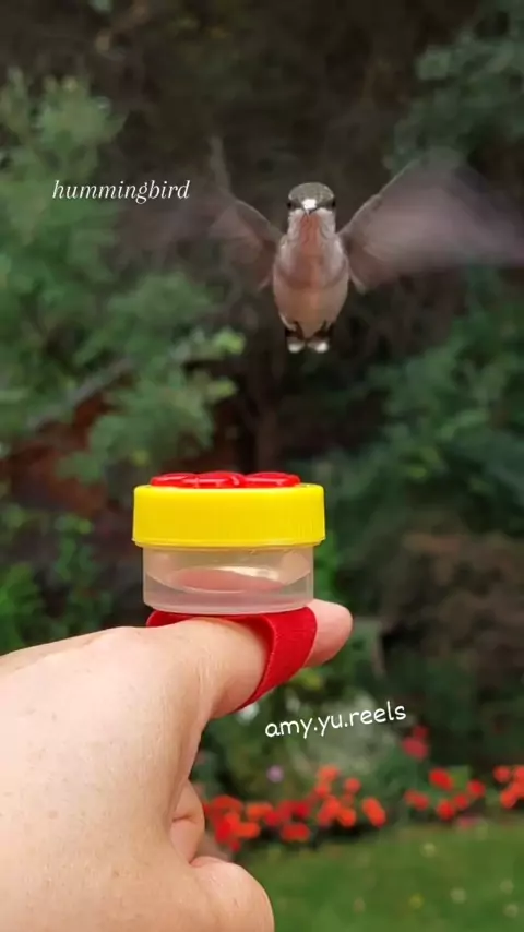 humming bird zelu &amp; hummingbird zelu khloe| Discov ...| Kwai 