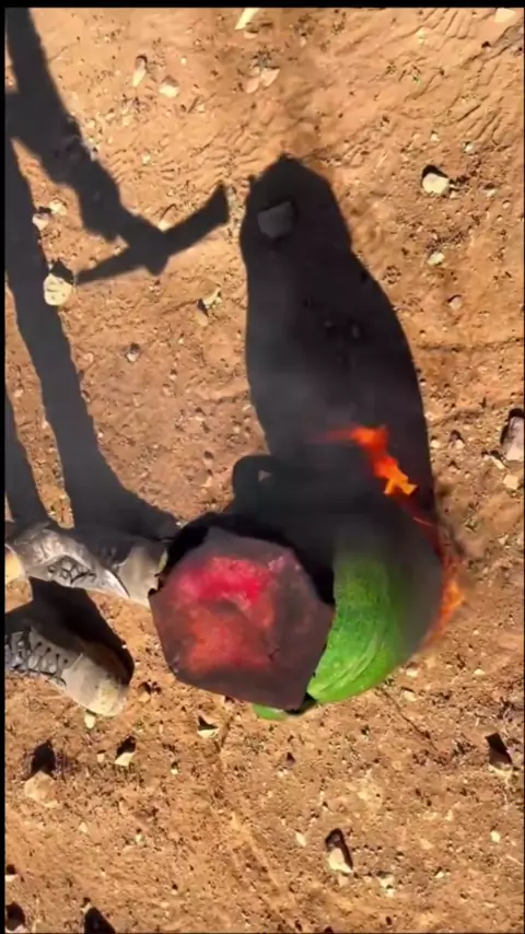 ميقا ورعان. | Discover