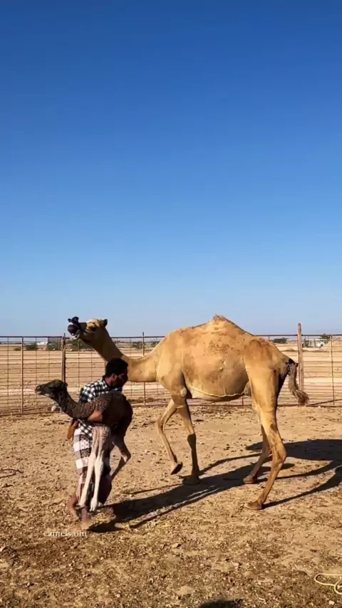 camel’s toe | Discover