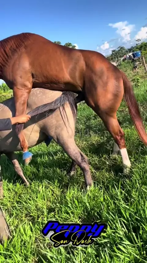 cavalo fudendo | Discover