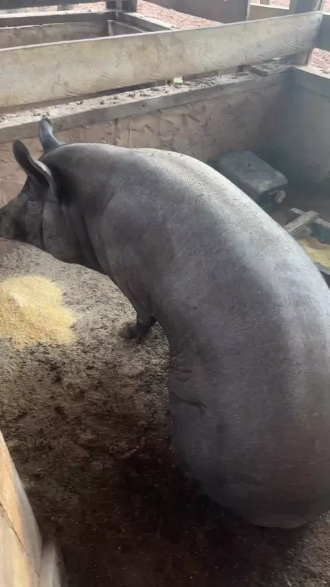 Explicação dojoice arjona