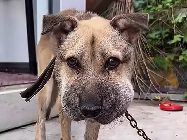 Explicação doanimais pets